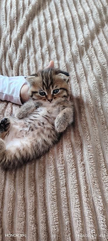 keçi satilir: Şotland — 1