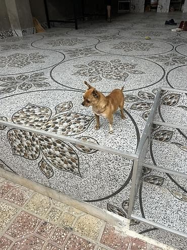 it adlari dişi: Salam dışıdı 3 yaşı var cutdeşdırmey uçun qoyulub — 2