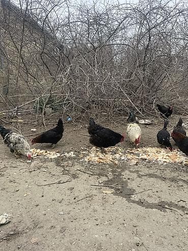 Pişiklər: Toyuq, Australorp, Damazlıq — 2