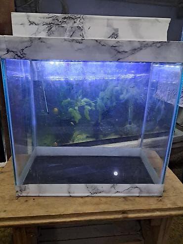 Hazır akvarumlar içinin bezeyi başı 6 eded balığı 1eded bala — 5