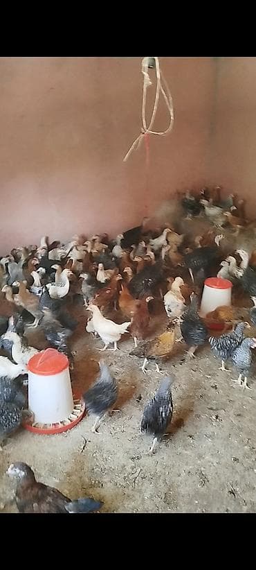 meyn kun qiymeti: 3 ayının içində olan superaktiv kənd cücələri satılır, sağlam və aktiv — 5