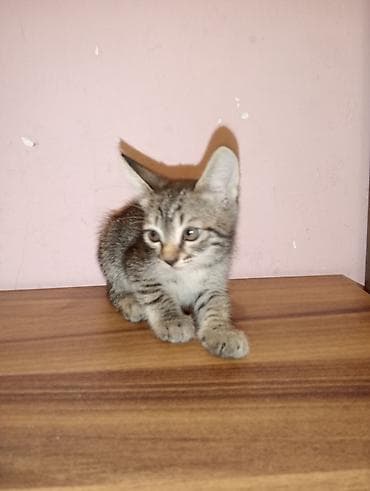 Dişi, Yaxşı əllərə, Ünvandan götürmə — 5