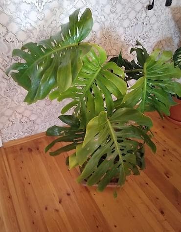 Monstera iri yarpaq 1 yarpağı 40 sm Monstera deliciosa (pəncərə