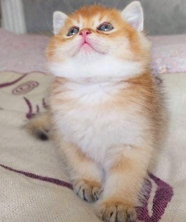 ucuz pişiy: Qızıl şinşilla, Erkək, Yaxşı əllərə, Ünvandan götürmə — 2