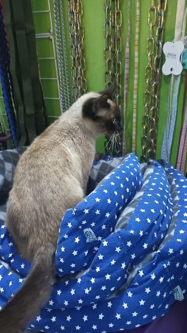 İtlər: Məhsul: Pişik sortu siam erkək — 5