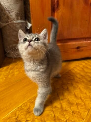 немецкий дог: Самец, В добрые руки, Платная доставка, Доставка в районы, Самовывоз — 9