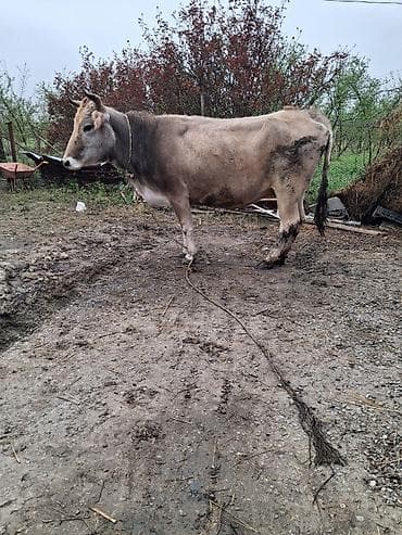 Heyvanlar: 2 ci qarın 7 aylıq boğazdı ağ qulaq sortdur süt 12 baladan başqa verib — 2