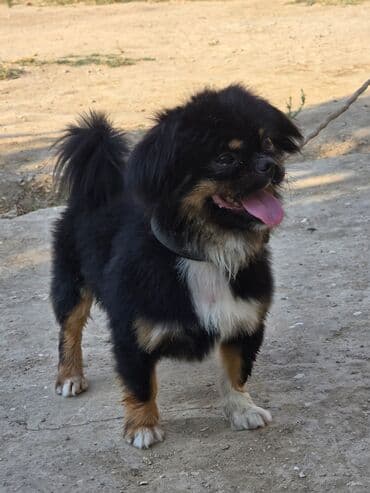 it növü: Pekines, 2 il, Erkek, Ünvandan götürmə — 5