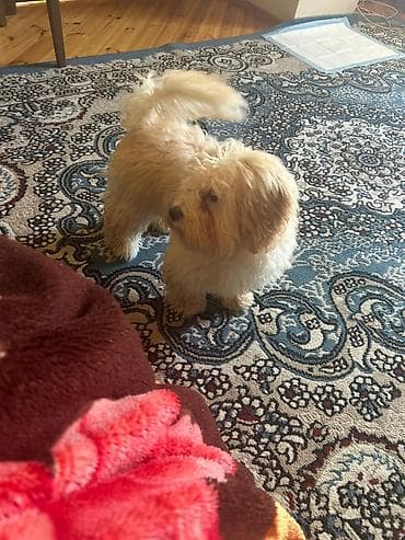 Malta bolonka, 4 ay, Dişi, Peyvəndli, Ödənişli çatdırılma