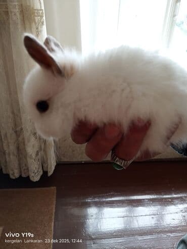 heyvan bazari tap az: Salam anqor dekerativ aslanbaş karlik balalari evdə saxlanan dovşan — 4