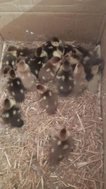 16 dene ördək balası 1Ana ördək Lavanda zümrüdü krasnadar balalar