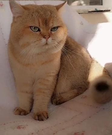 Akvariumlar: Britan — 4