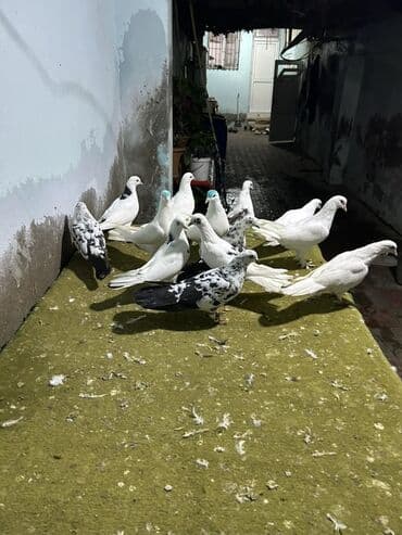 şahin quşunun qiyməti: 5 manatdan 10 manata kimi qiymet deywr — 6