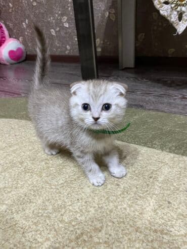 britan pişik: Şinşilla, Dişi — 2