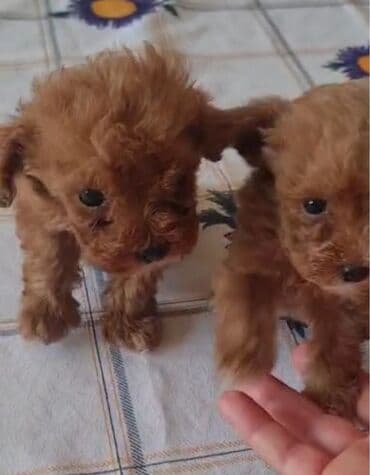 toy budel: Pudel, 3 ay, Erkek, Peyvəndli, Ünvandan götürmə — 5