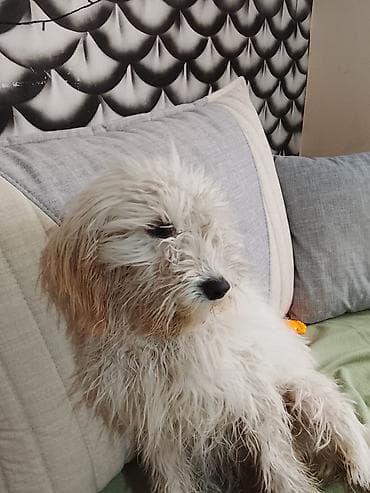 alabaý itleri: Pudel ağ tüklü 5 aylıq ev itidir peyvendleri vurulub kağızıda var — 1