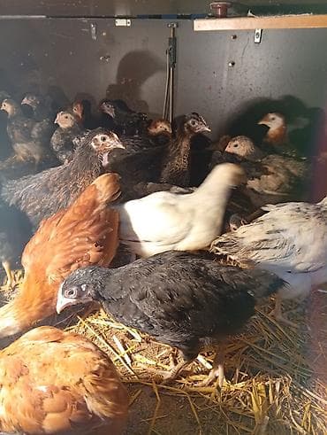 saman baki: Toyuq cücələri, Ətlik — 2