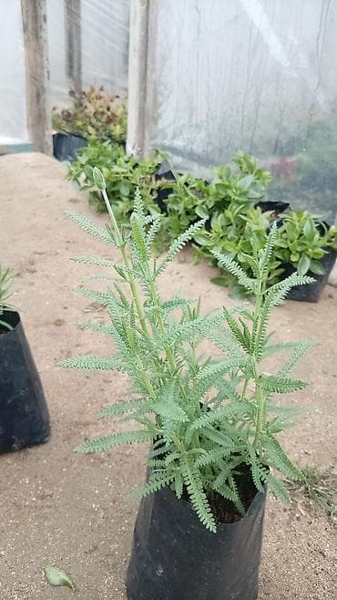 bitki satışı: LAVANDA ştillərdi. Hazır torfda istənilən yerə köçürülməyə tam hazır — 3