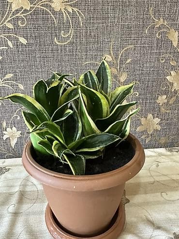diffenbaxiya bitkisi: Sansevieria (Qaynanadili) – variegatlı, kompakt sort - Bitki — 2