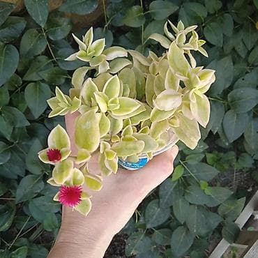 Сциндапсус N-Joy