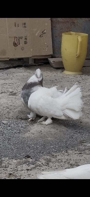 heyvanlar quslar: London povlinleri ve delfin erkey satilir ciddi alicilar yazsin — 3