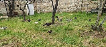 50 ədəd 70 günlük hinduşka cücəsi, İçlərində 3 ayliqlarda var 17 ədəd