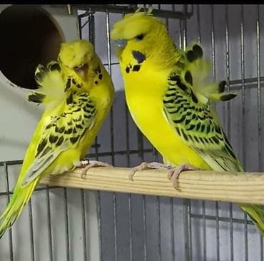 quş bazarı: Yaponic cütü 70 azn — 10