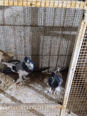 Gəmiricilər: Məhsul: Bəzək göyərçinləri – tüklü ayaqlı, boğazında “qalstuk/saqqal” — 5