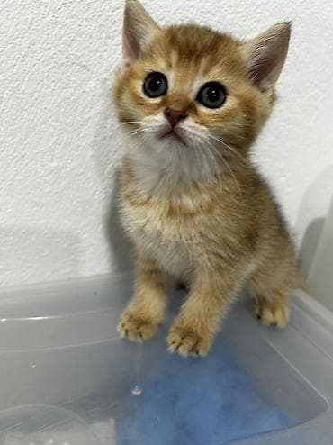 heyvanlarin sekilleri: Qızıl şinşilla, Erkək, Dişi, Ünvandan götürmə, Ödənişli çatdırılma — 5