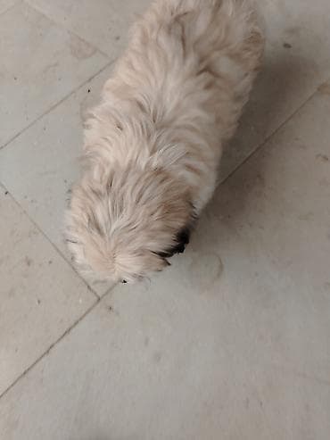 it dami: Pudel, 2 ay, Erkek, Peyvəndli, Ödənişli çatdırılma — 2