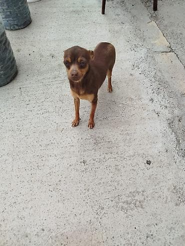 it bazari 2020: 1 il, Dişi, Peyvəndli — 2