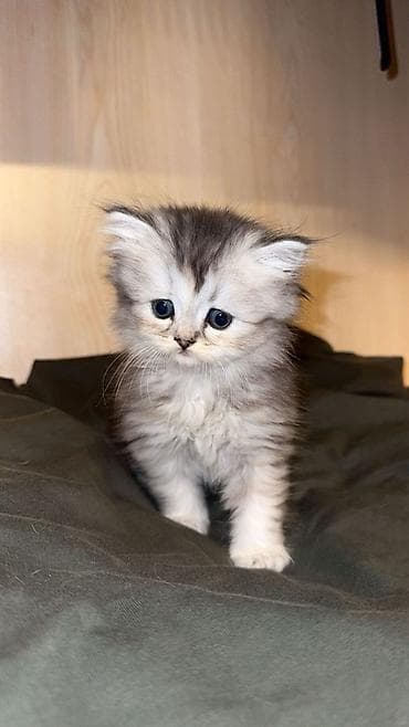 sabuncu heyvan bazari: Şinşilla, Dişi, Yaxşı əllərə, Pulsuz çatdırılma — 3