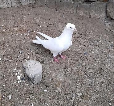 goyərcinler: Kesiyde tutulub erkey — 1