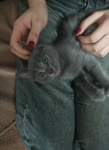 Pişiklər: Boz rəngli balaca pişik balası Salam. bu ayın 11i 4 cü ayına — 1