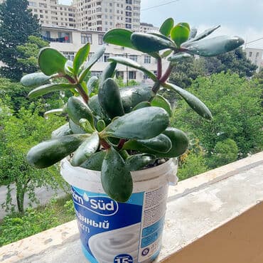 bonsai ağacı haqqında məlumat: Pul ağacı meşə torpağına əkilmişdir. Pul ağacı, xüsusilə quru iqlimə — 3