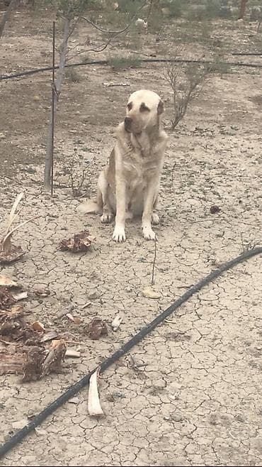 sərab çoban iti: Erkek itdi 4 yaş var boy 80 çəki 60+ itə qəşəy gedir barter mümkündü — 1