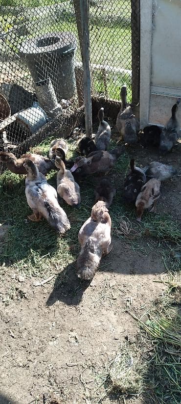 dekarativ quslar: Muscovy ördək balaları (kənd təsərrüfatı üçün) - Cins: muskoviy — 4