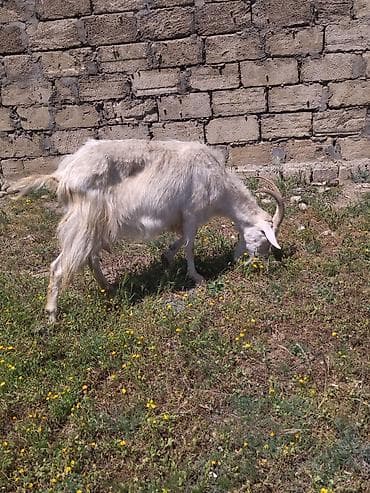 keci satşı: Dişi, il: 3, Damazlıq, Ünvandan götürmə — 2