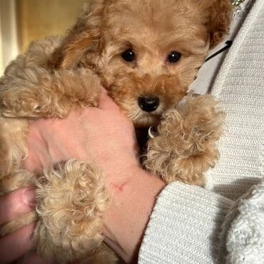 böyük itlər: Pudel, 2 ay, Erkek, Sənədli — 3