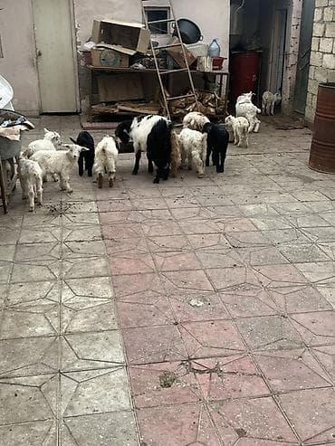 Çəpişlər hamısı ən xırdasınnan böyüyünə qədər süd əmən heyvanlardı