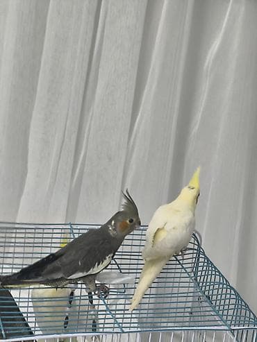 qizil qus: - Ev şəraitinə uyğun, sakit xasiyyətli və ünsiyyətcil növdür; fit və — 3