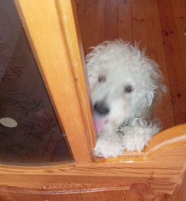 Pudel, 5 ay, Erkek, Peyvəndli, Pulsuz çatdırılma