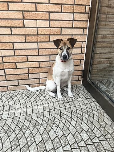 cane corso satisi: 8 ay, Dişi, Peyvəndli, Pulsuz çatdırılma — 1