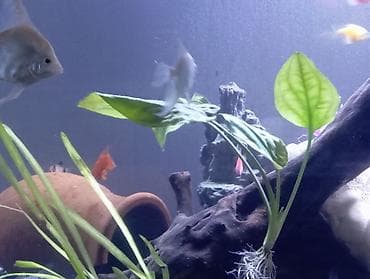 teze bazar akvarium: Dördbucaq akvarium, Balıqlarla birlikdə, 300 l — 4