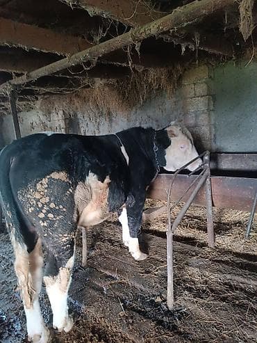 ag qulaq inek cinsi: Satışda: Qara-ağ rəngli erkək mal (buğa/keçiç). Xüsusiyyətlər: - — 2