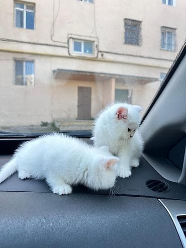 sfinks pişik: Britan — 5