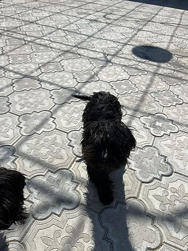 su heyvanları: Pudel, 5 ay — 1