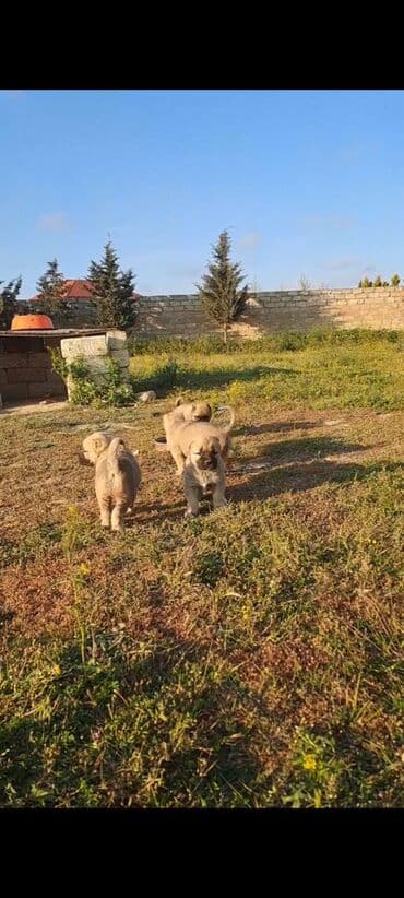 Kanqal, Peyvəndli lalafo.az -da Kanqal, Peyvəndli