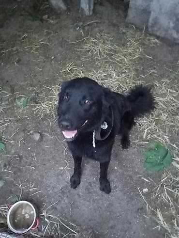 toyuq satilir: Labrador-retriver, 1 il, Erkek, Ünvandan götürmə — 1