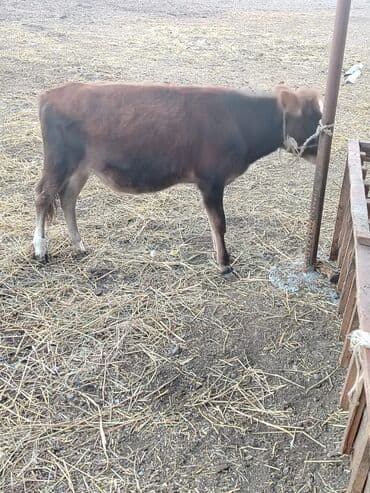 it yemləri: Satılır: cavan mal-qara buzov - Növ: heyvan — buzov (qara-qəhvəyi — 2